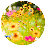 Increase well-being, quality of life