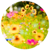 Field of flowers, expressing their essence, blooming, happy, and thriving