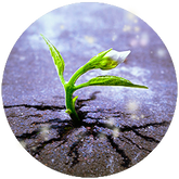 A flower breaks through the pavement , freeing itself from wounding and limitation, filling with light and hope. 